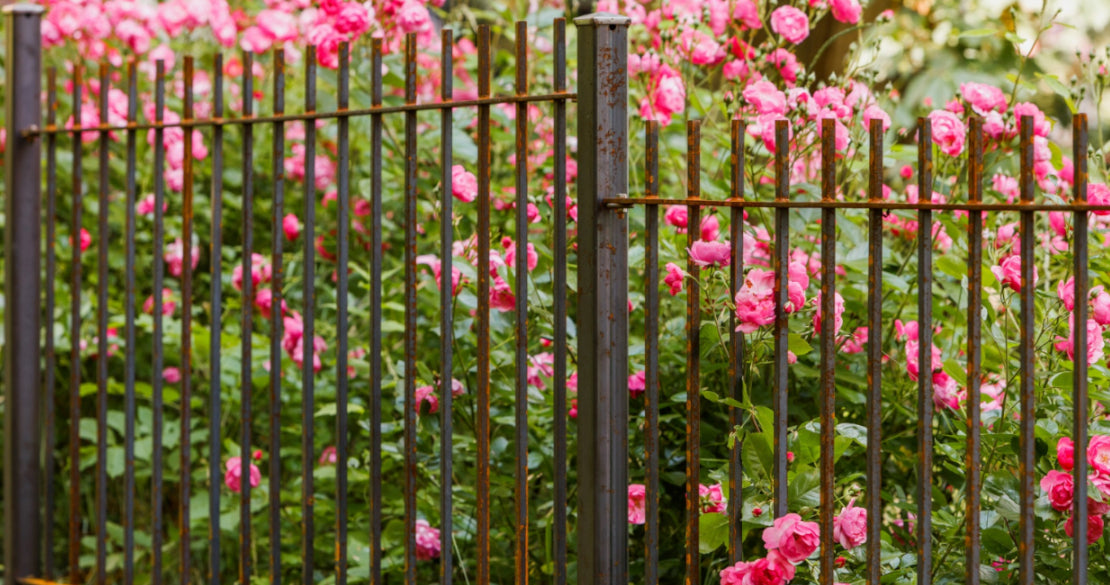 Gartenzaun begrünen